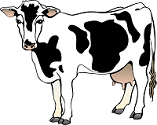 Picture of a Cow